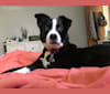 Guapo, a Border Collie and Staffordshire Terrier mix tested with EmbarkVet.com