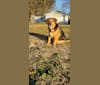 Photo of Thor, a Beagle, Australian Shepherd, Labrador Retriever, and Mixed mix in Russiaville, Indiana, USA