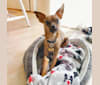 Ruckus, a Chihuahua and Pomeranian mix tested with EmbarkVet.com