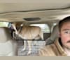 Photo of Olaf, an Anatolian Shepherd Dog, Great Pyrenees, and Saint Bernard mix in Smithfield, Kentucky, USA