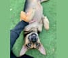 Brody Shield, a German Shepherd Dog and Pomeranian mix tested with EmbarkVet.com