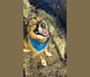 Mannix, a German Shepherd Dog and American Eskimo Dog mix tested with EmbarkVet.com