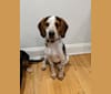 Photo of Ollie, a Beagle  in West Chester, Ohio, USA