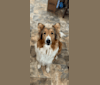 Mellow, a Collie tested with EmbarkVet.com