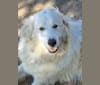 Kodiak, a Great Pyrenees and Anatolian Shepherd Dog mix tested with EmbarkVet.com