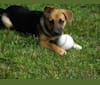 Hopi, a Chow Chow and German Shepherd Dog mix tested with EmbarkVet.com