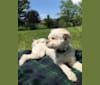 Twiggy, a Shih Tzu and American Eskimo Dog mix tested with EmbarkVet.com
