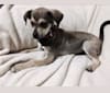 Zoey, a Chihuahua and American Eskimo Dog mix tested with EmbarkVet.com