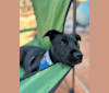 Rio, a Rottweiler and Golden Retriever mix tested with EmbarkVet.com