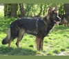 Chai, a German Shepherd Dog tested with EmbarkVet.com
