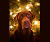 Tyson, a Labrador Retriever tested with EmbarkVet.com