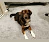 Photo of Milo, an Eastern European Village Dog and Pekingese mix in Dobra, Județul Hunedoara, Romania
