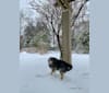 Photo of Dora, a Norwegian Elkhound  in Washington, District of Columbia, USA