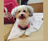 Lolly, a Bichon Frise and Havanese mix tested with EmbarkVet.com