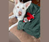 Ace, a German Shepherd Dog and Siberian Husky mix tested with EmbarkVet.com