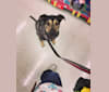 Ninja Glitterpants, a Staffordshire Terrier and Labrador Retriever mix tested with EmbarkVet.com