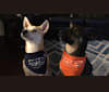 Marvel, a Siberian Husky and Rottweiler mix tested with EmbarkVet.com