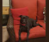 Abby, a Labrador Retriever and Basset Hound mix tested with EmbarkVet.com