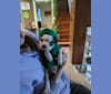 Brutus, a Boston Terrier tested with EmbarkVet.com