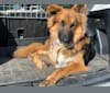 Lobo, a German Shepherd Dog and Siberian Husky mix tested with EmbarkVet.com