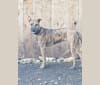 Bridger, an American Pit Bull Terrier and Labrador Retriever mix tested with EmbarkVet.com