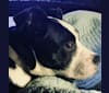 Oreo Hammons “Taega”, an American Pit Bull Terrier and German Shepherd Dog mix tested with EmbarkVet.com
