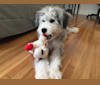 Maggie May, a Siberian Husky and Poodle (Standard) mix tested with EmbarkVet.com