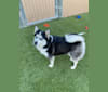 Ziyra, a Siberian Husky and Pomeranian mix tested with EmbarkVet.com