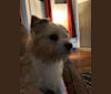 Oscar, a Chihuahua and Havanese mix tested with EmbarkVet.com
