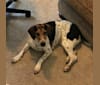 Elsie, a Beagle and Rottweiler mix tested with EmbarkVet.com