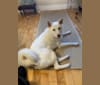 Seah Sudoku, a Japanese or Korean Village Dog and Jindo mix tested with EmbarkVet.com