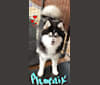 Phoenix Kassi’s pup, a Pomsky tested with EmbarkVet.com