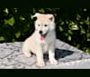 Onida, a Siberian Husky and German Shepherd Dog mix tested with EmbarkVet.com