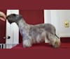 Leyla, a Cesky Terrier tested with EmbarkVet.com