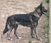 ÔKAMI, an Eastern European Village Dog and Caucasian Ovcharka mix tested with EmbarkVet.com