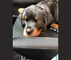 Sascha, a Rottweiler tested with EmbarkVet.com