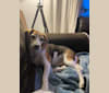 Photo of Bandit, a Beagle (9.3% unresolved) in Kemptville, Ontario, Canada