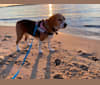 Penny, a Beagle tested with EmbarkVet.com