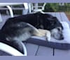 Brody, a German Shepherd Dog and Labrador Retriever mix tested with EmbarkVet.com