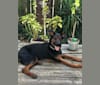 Photo of Beaux Jaxon, a German Shepherd Dog, Labrador Retriever, American Bulldog, and Rottweiler mix in New Orleans, Louisiana, USA