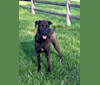 Rey, a German Shepherd Dog and Dalmatian mix tested with EmbarkVet.com