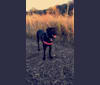 Lady Day, a Labrador Retriever and German Shepherd Dog mix tested with EmbarkVet.com