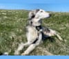 Petra, a Saluki and Greyhound mix tested with EmbarkVet.com