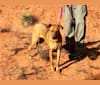 Sasha, an Australian Cattle Dog and German Shepherd Dog mix tested with EmbarkVet.com
