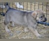 Excavator, a German Shepherd Dog and Labrador Retriever mix tested with EmbarkVet.com