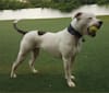 Elliot, an American Bulldog tested with EmbarkVet.com