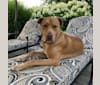 Hudson, a Staffordshire Terrier and Labrador Retriever mix tested with EmbarkVet.com