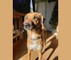 Logan, a Norwegian Elkhound and Redbone Coonhound mix tested with EmbarkVet.com