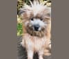 Photo of Sully, a Phu Quoc Ridgeback, Pomeranian, Pekingese, Japanese Chin, Poodle (Small), Chinese Chongqing Dog, and Mixed mix in Bali, Indonesia