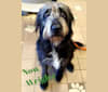Wrigley, an Old English Sheepdog and American Pit Bull Terrier mix tested with EmbarkVet.com